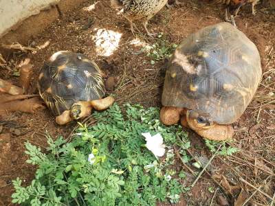 Radiated Tortoises - Reptiles & Amphibians