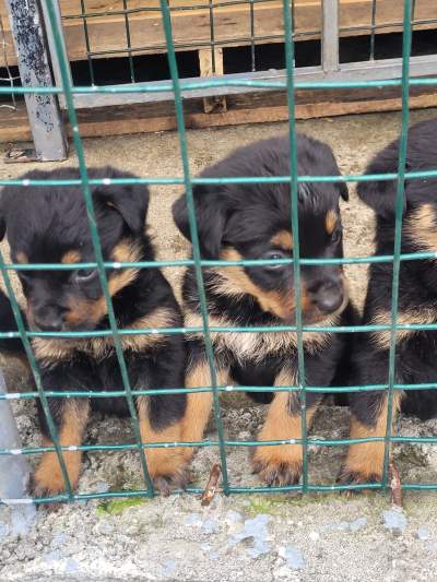 Rottweiler - Dogs