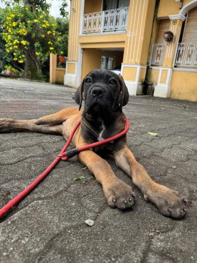 Cane Corso - Dogs