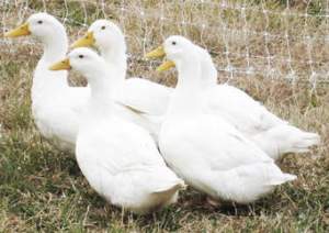 Canard - Others on Aster Vender