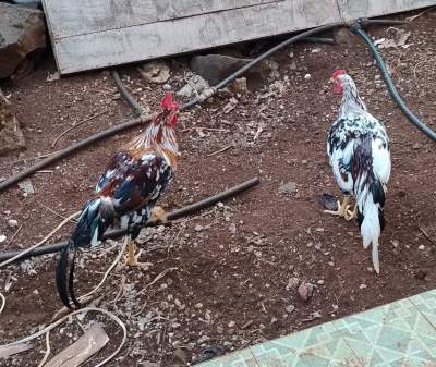 2 big young adult roosters to sell - Birds