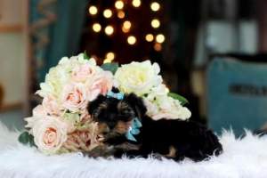 Tiny Teacup yorkie puppies - Dogs on Aster Vender