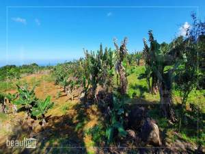 Agricultural land of 70 perches is for sale in Grand Bois - Land on Aster Vender