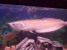 Silver arowana for sale -  Aquarium fish on Aster Vender