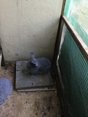 Lapin angora gris - Other Pets on Aster Vender