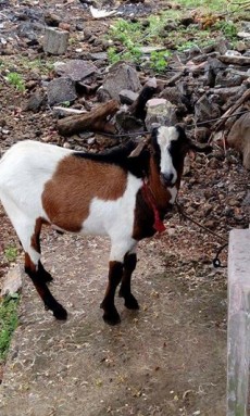 A vendre bouc local. Rs7500 a deb. Urgent sale. - Goats on Aster Vender