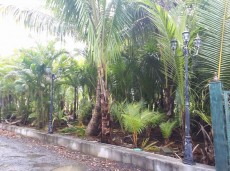 Coconut tree .palmist tree. Milltiplian tree. Cocopack tree - Plants and Trees on Aster Vender