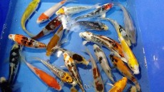 Beautiful japAnese koi for sale -  Aquarium fish on Aster Vender