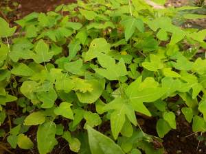 Papaya solo plants - Plants and Trees on Aster Vender