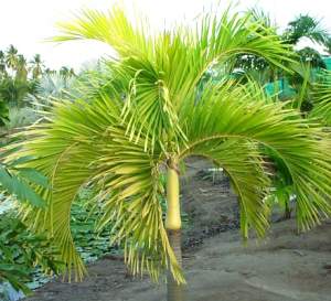 PALM TREE MANILLA  - Plants and Trees on Aster Vender