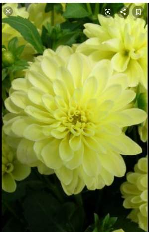 Dahlia - Plants and Trees on Aster Vender