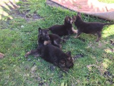 German Shepherd Puppies - Dogs on Aster Vender