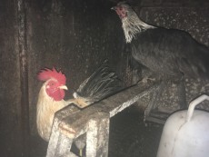 À Vendre Coq et Poule bantam Serema + poule Pékin  - Poultry on Aster Vender