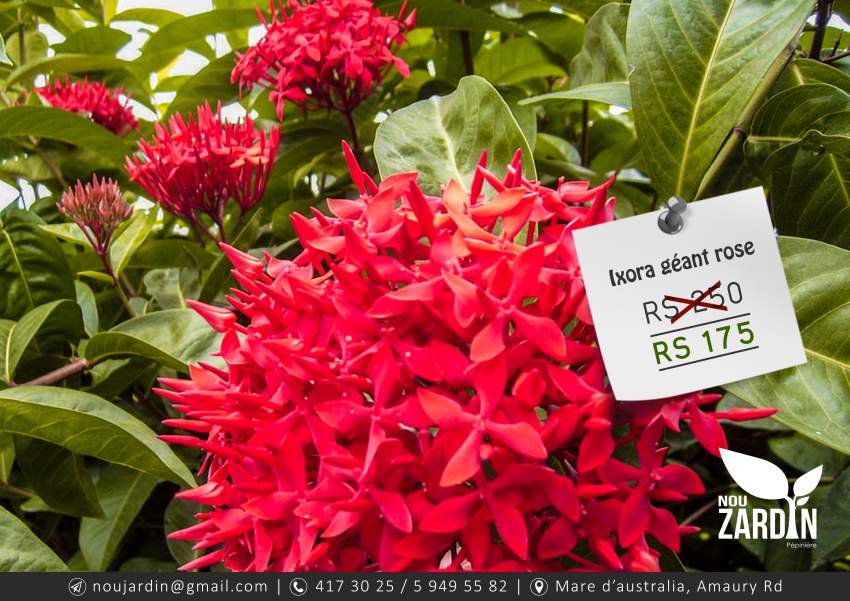 Ixora rouge plant - ( Giant ) - 0 - Garden Decorations  on Aster Vender