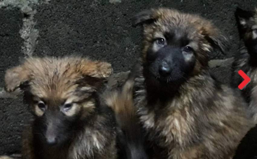 Puppies for sale - 0 - Dogs  on Aster Vender