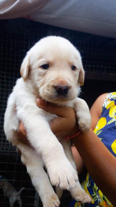 LABRADOR RETRIEVER PUPPIES - 0 - Dogs  on Aster Vender