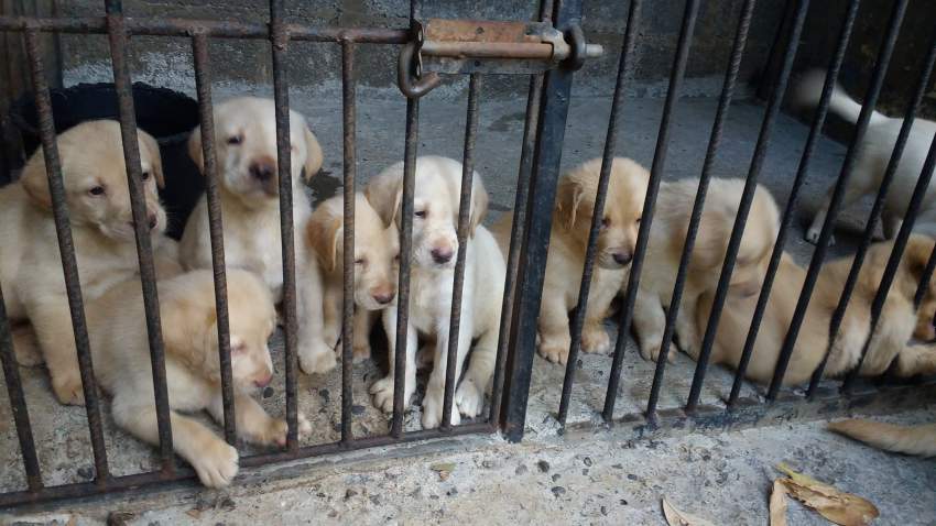 LABRADOR RETRIEVER PUPPIES - 2 - Dogs  on Aster Vender