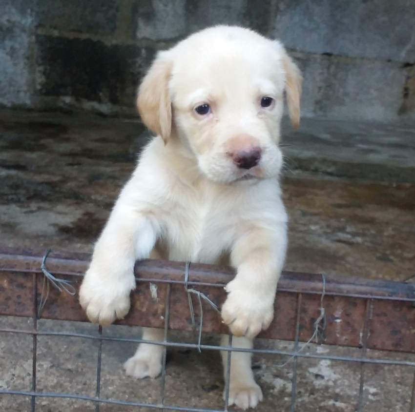 LABRADOR RETRIEVER PUPPIES - 1 - Dogs  on Aster Vender