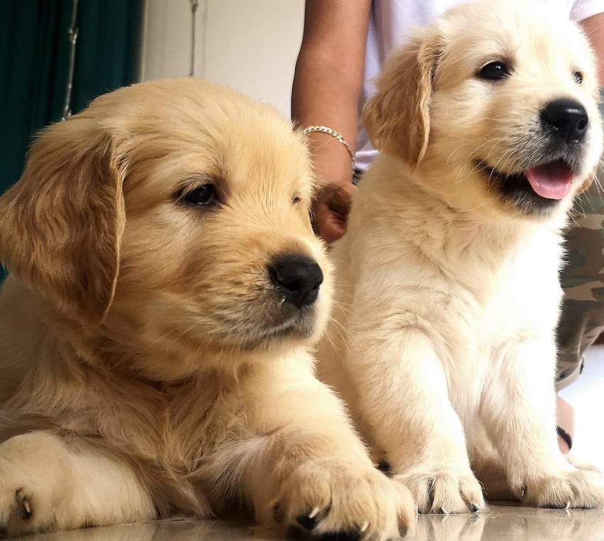 GOLDEN RETRIEVER PURE BREED - 0 - Dogs  on Aster Vender