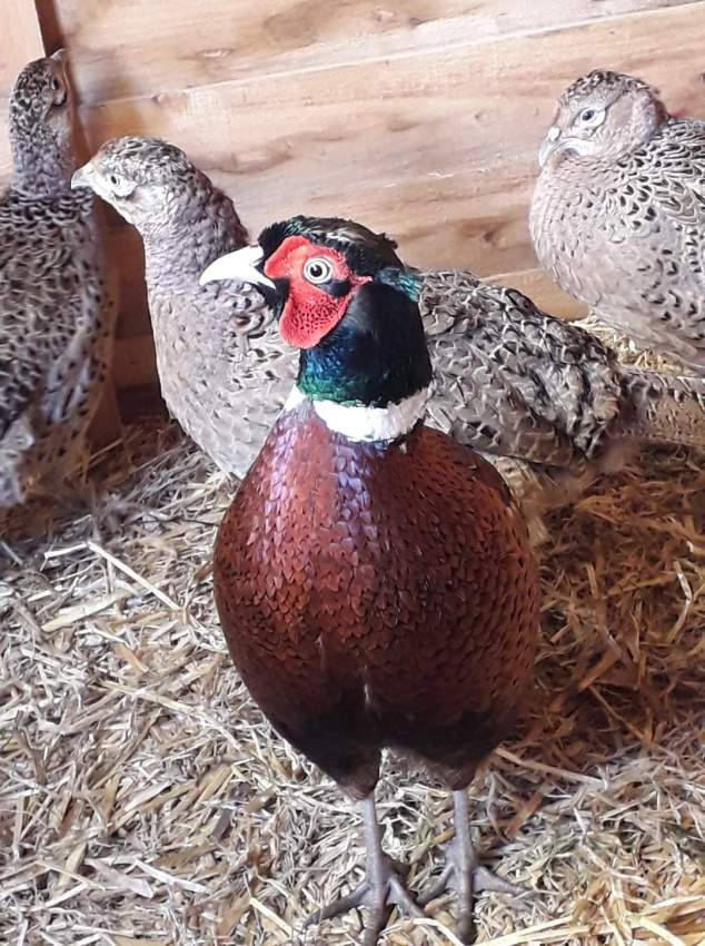 Pheasant  - 0 - Birds  on Aster Vender