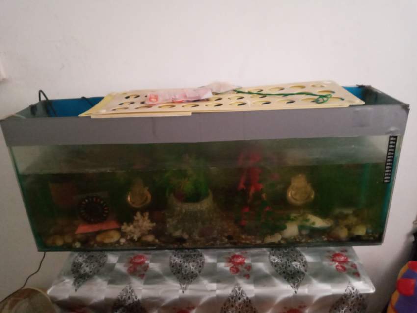 Aquarium Fish Set - 0 -  Aquarium fish  on Aster Vender