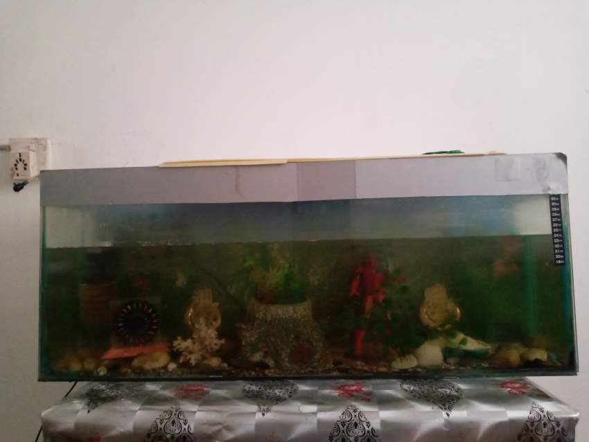 Aquarium Fish Set - 1 -  Aquarium fish  on Aster Vender