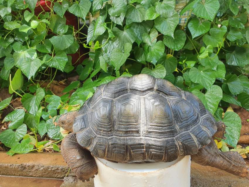 Aldabra Tortoises  - 1 - Turtles  on Aster Vender