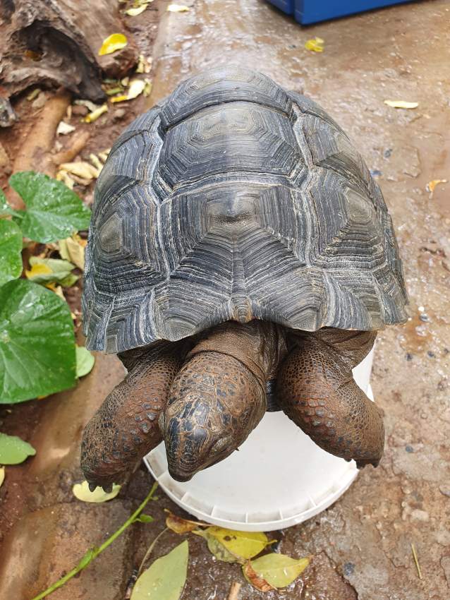 Aldabra Tortoises  - 0 - Turtles  on Aster Vender