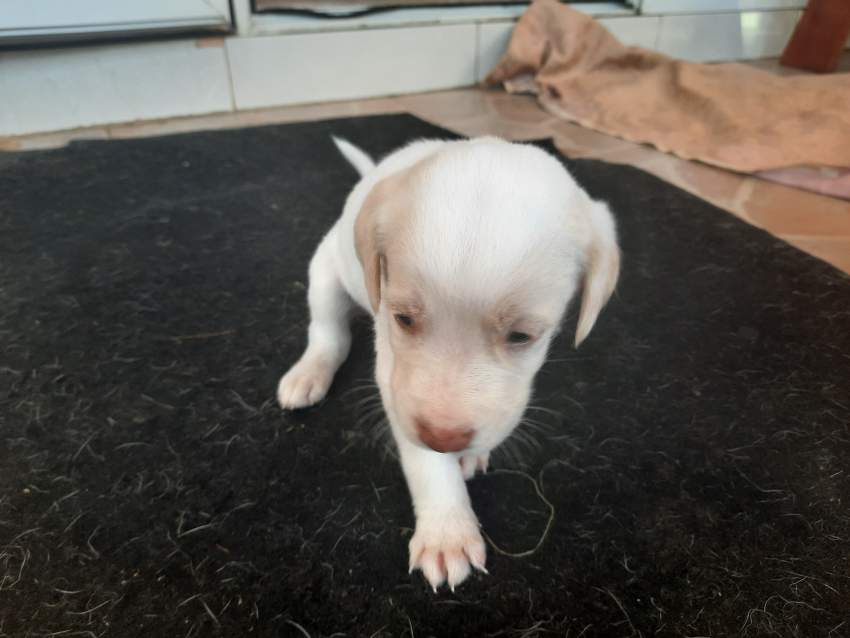 8 puppies of mixed races  - 2 - Dogs  on Aster Vender