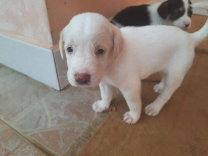 8 puppies of mixed races  - 3 - Dogs  on Aster Vender