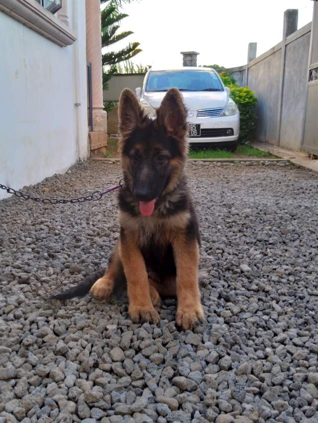 German shepherd sale - 0 - Dogs  on Aster Vender