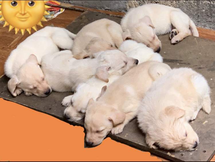 White Labradors Puppies for sale - 4 - Dogs  on Aster Vender