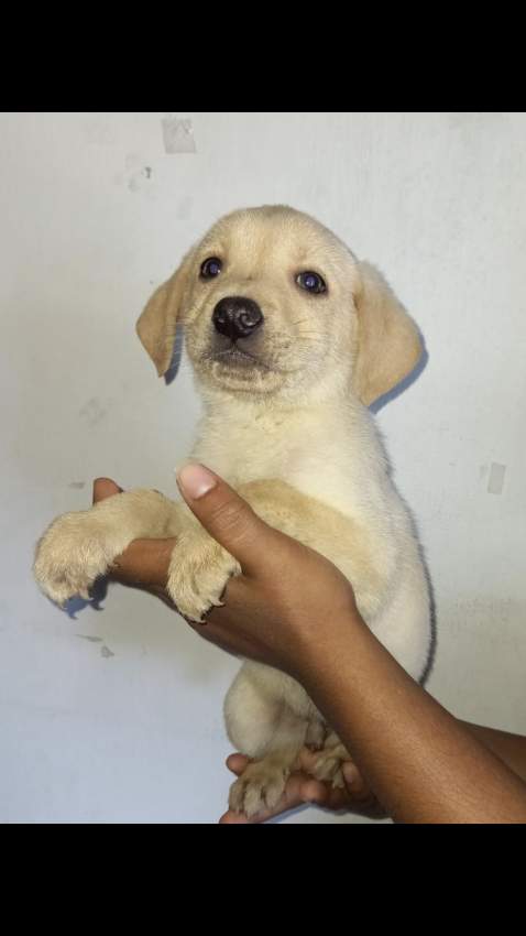 White Labradors Puppies for sale - 5 - Dogs  on Aster Vender