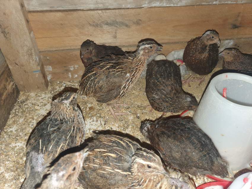 Male Japanese quail - 1 - Birds  on Aster Vender