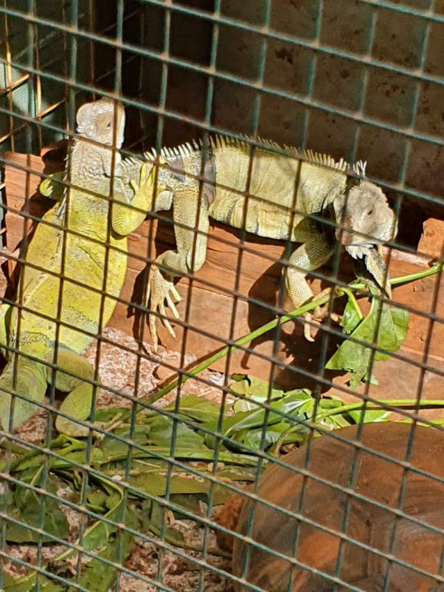 Pair of green iguana  - 1 - Reptiles & Amphibians  on Aster Vender