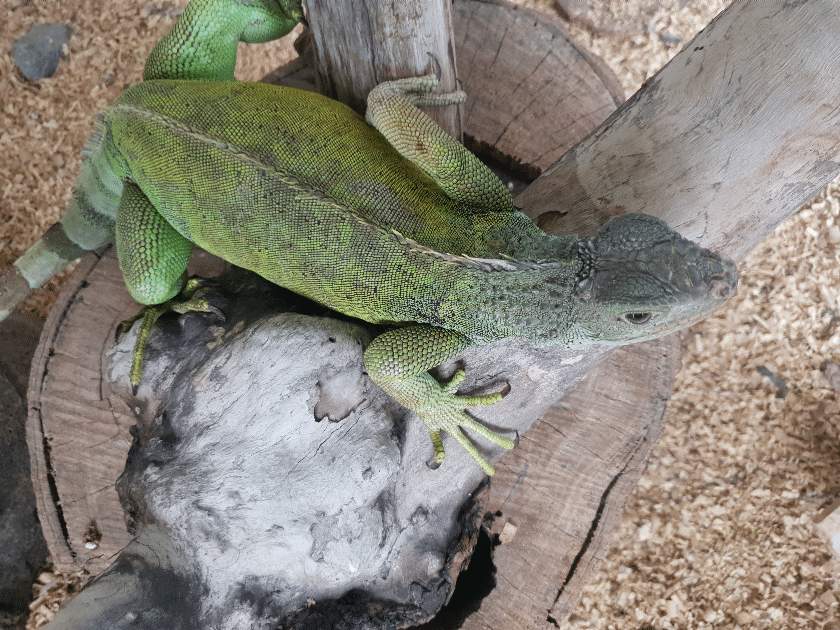 Pair of green iguana  - 0 - Reptiles & Amphibians  on Aster Vender