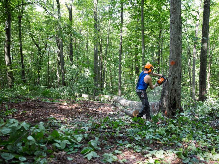 Tree cutting - 1 - Cleaning services  on Aster Vender