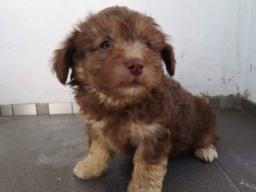 Griffon for sale ( Pure Breed ) Vaccinated & Dewormed  - 3 - Dogs  on Aster Vender