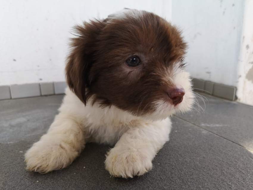 Griffon for sale ( Pure Breed ) Vaccinated & Dewormed  - 2 - Dogs  on Aster Vender