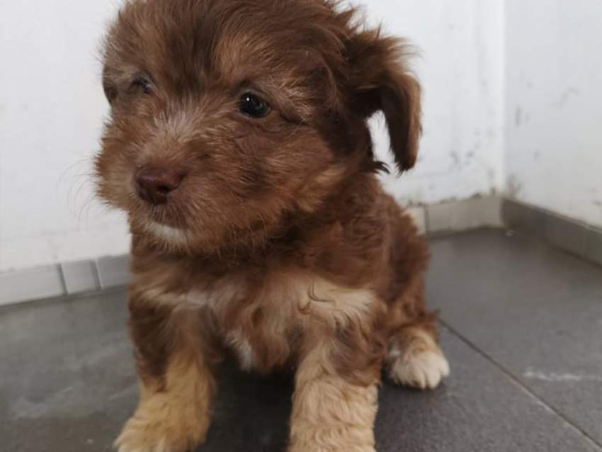 Griffon for sale ( Pure Breed ) Vaccinated & Dewormed  - 0 - Dogs  on Aster Vender