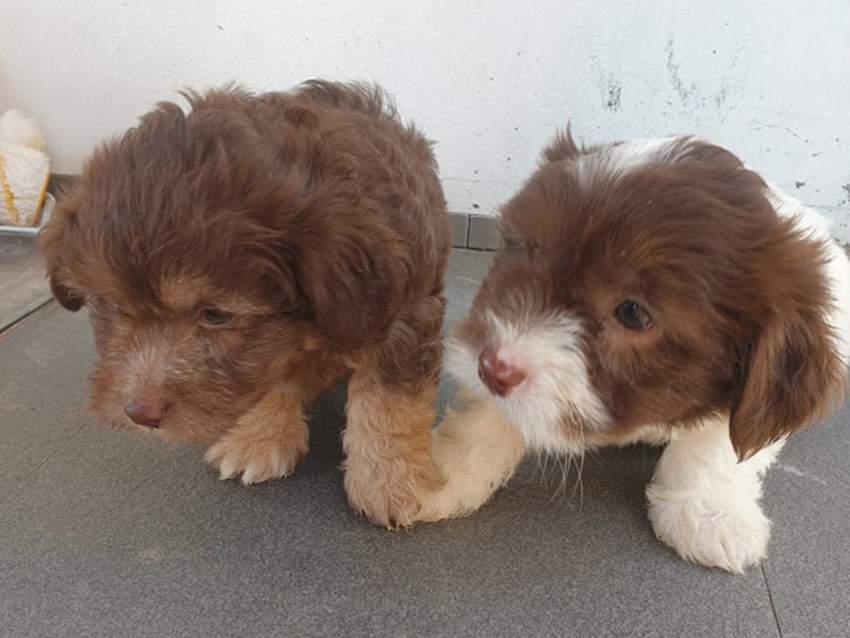 Griffon for sale ( Pure Breed ) Vaccinated & Dewormed  - 1 - Dogs  on Aster Vender