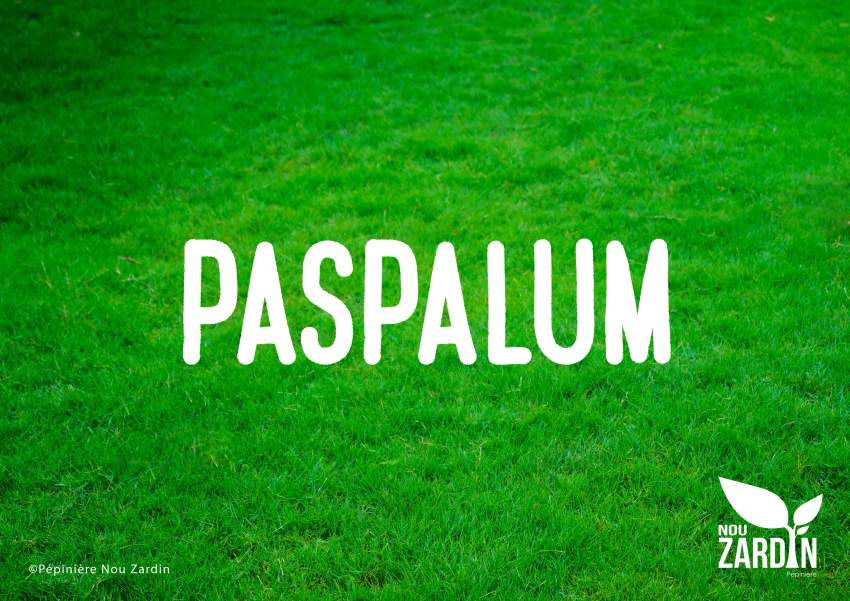 Diwali Paspalum Lawn Promo sale - 1 - Plants and Trees  on Aster Vender