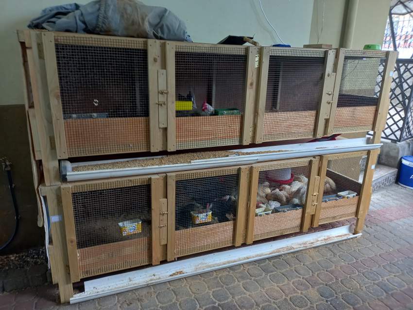 Chicken cage for sale - 3 - Poultry  on Aster Vender