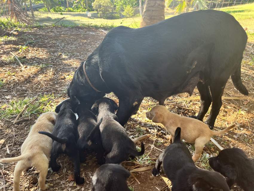 Labrador puppies - 1 - Dogs  on Aster Vender