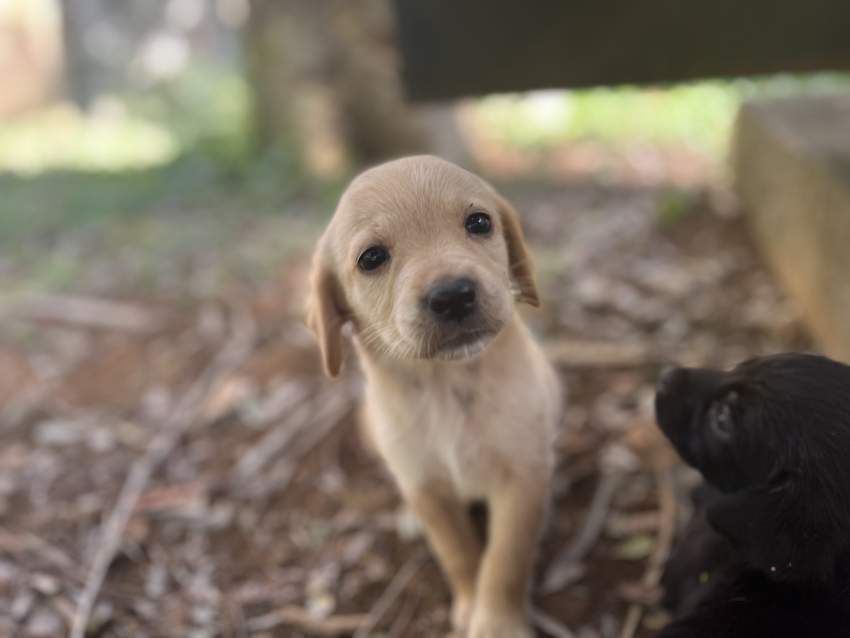 Labrador puppies - 2 - Dogs  on Aster Vender