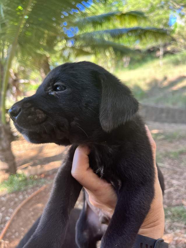 Labrador puppies - 3 - Dogs  on Aster Vender