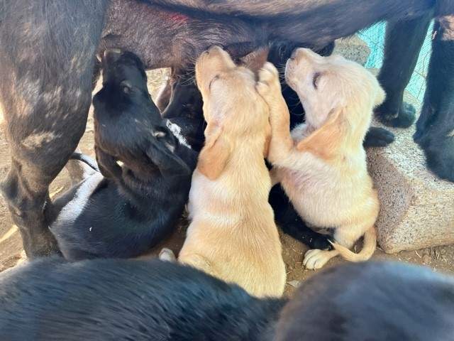 Labrador puppies - 4 - Dogs  on Aster Vender