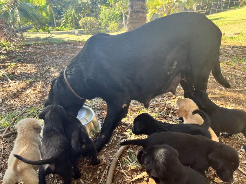 Labrador puppies - 0 - Dogs  on Aster Vender