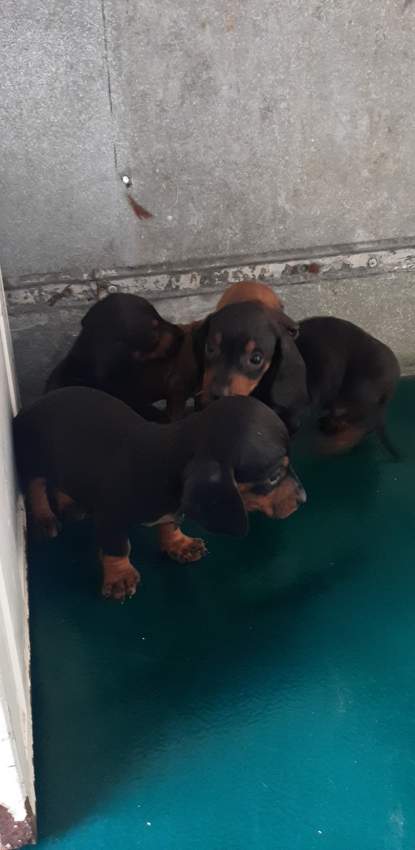 À vendre Teckel à poil ras de 2 mois vaccinés et vermifugés - 1 - Dogs  on Aster Vender