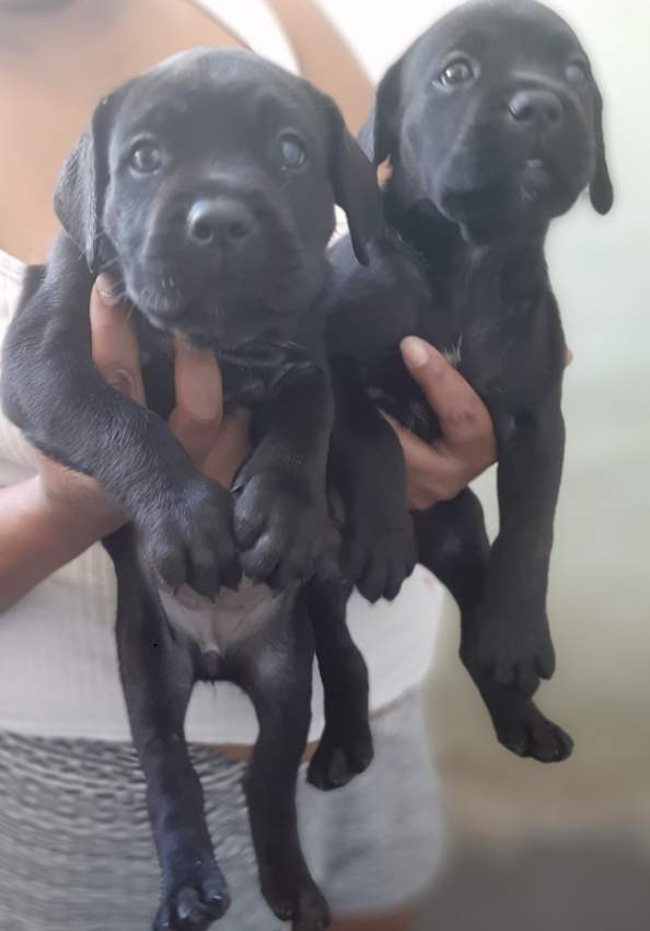 Cane corso puppies with good bloodline  - 1 - Dogs  on Aster Vender